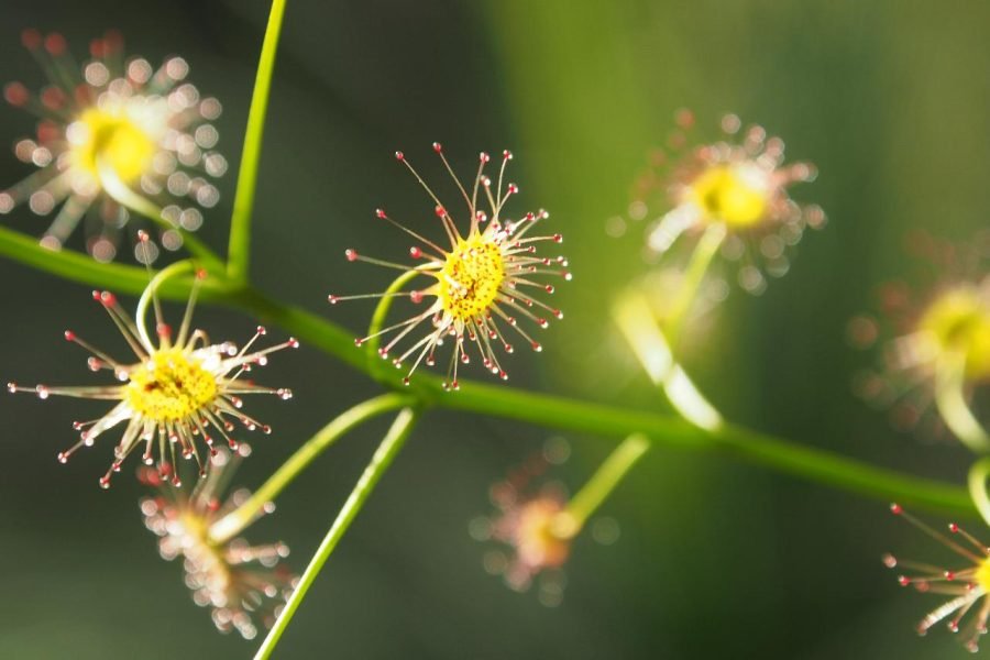 Wild Flowers and Orchids of Western Australia Photographic Day Tour