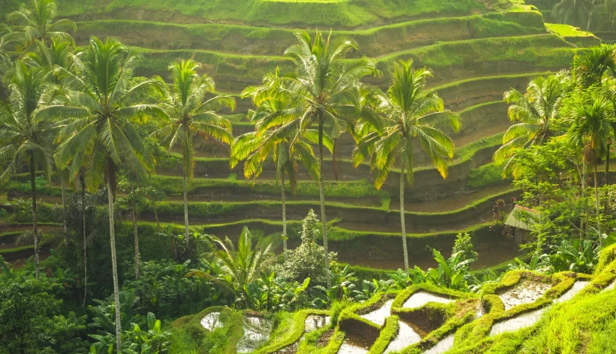 Bali