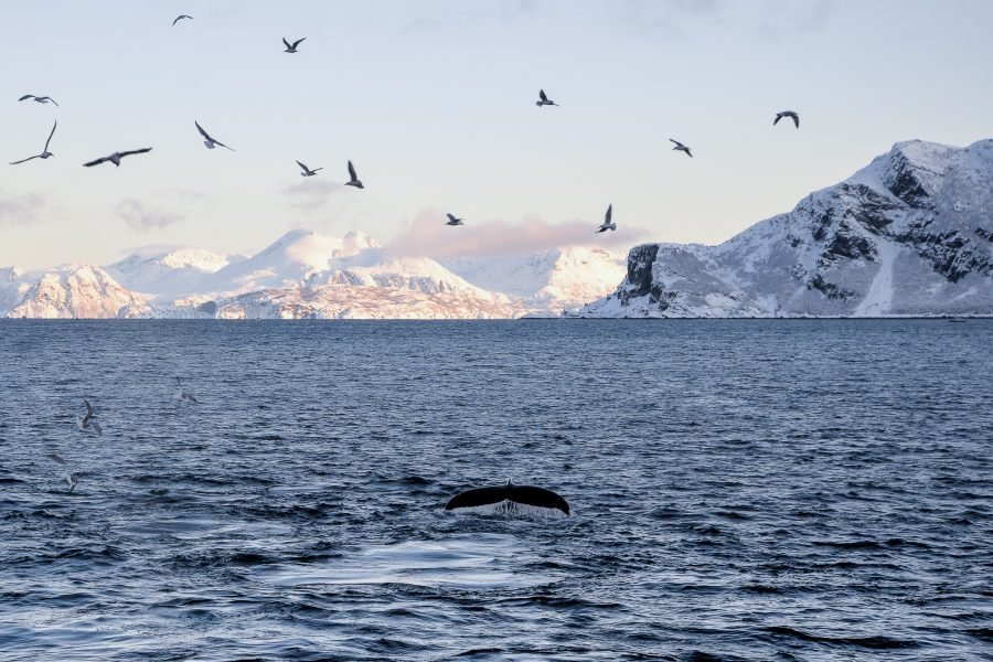 Whale Safari in Skjervøy